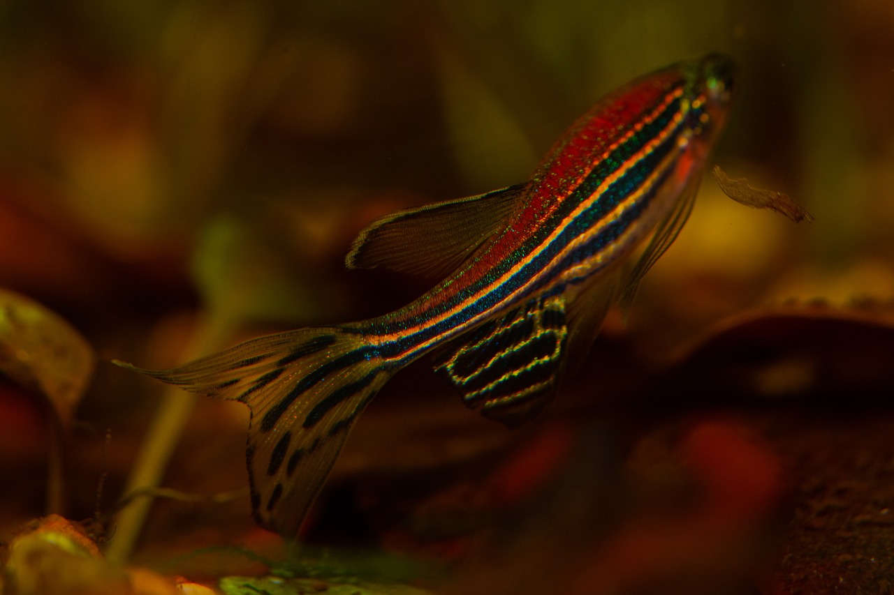 zebra danio balık
