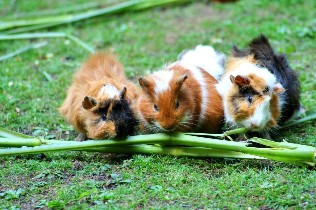 Guinea Pig Hastalıkları ve Tedavi Yöntemleri