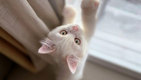Kedi Bakımı Hakkında Püf Noktalar