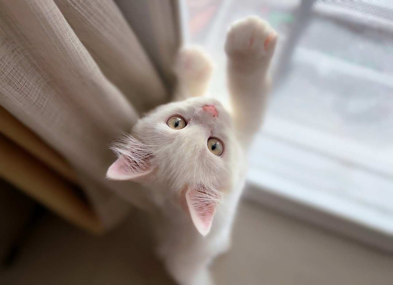 kedi bakımı