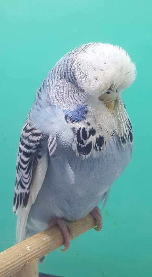 jumbo muhabbet kusu