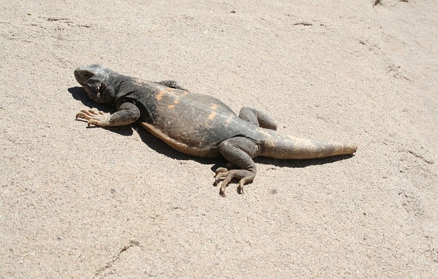 Chuckwalla