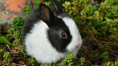 Tavşan Hastalıkları ve Tedavisi