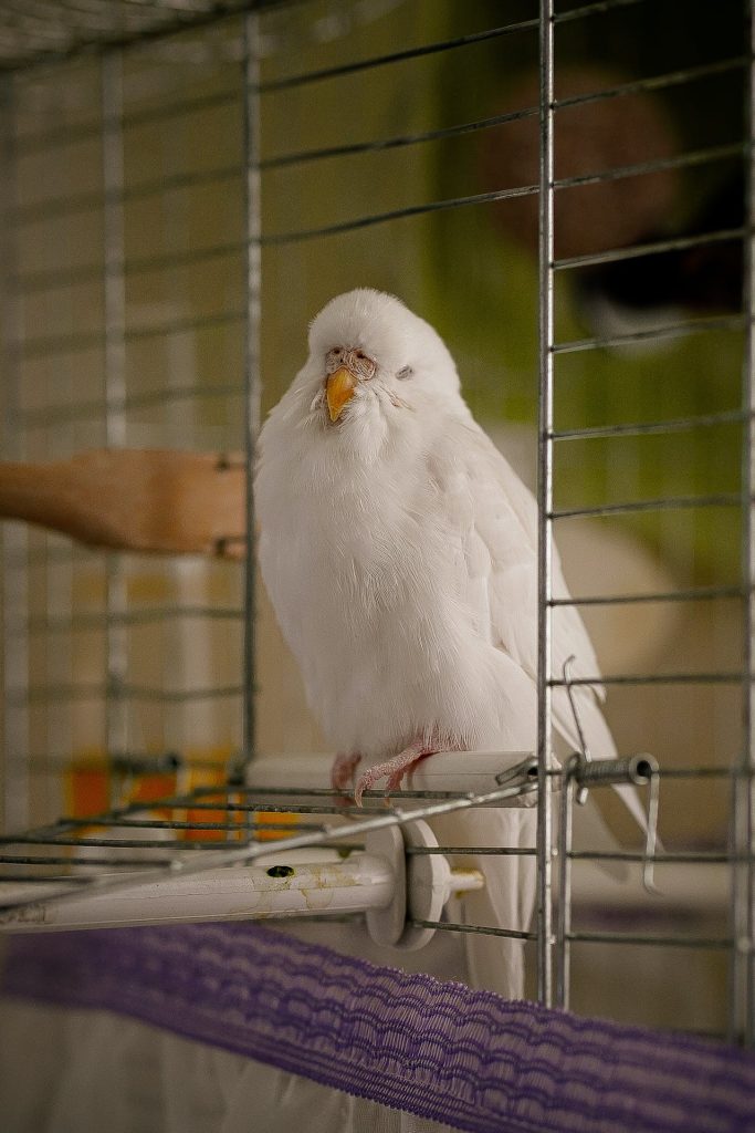 Albino Muhabbet Kuşları Konuşur Mu