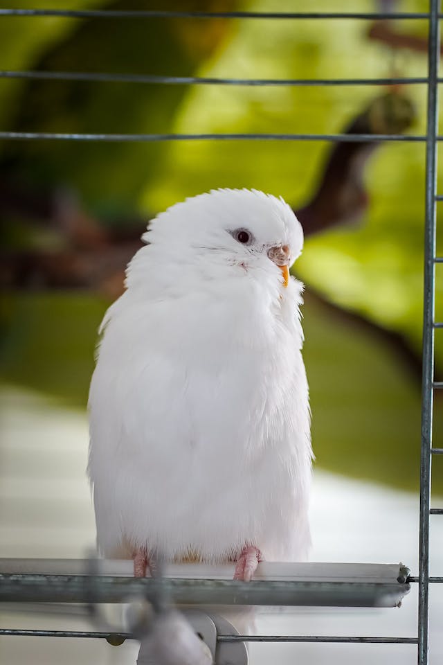 albino muhabbet kuşu ne yer