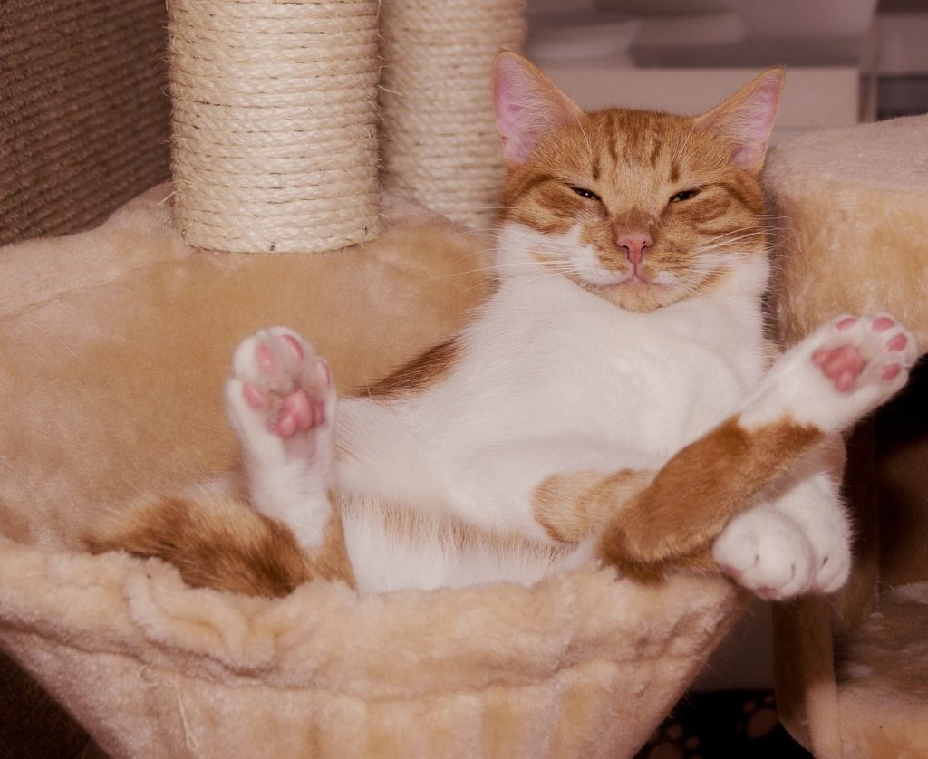kedi sahiplenmek iyi mi?