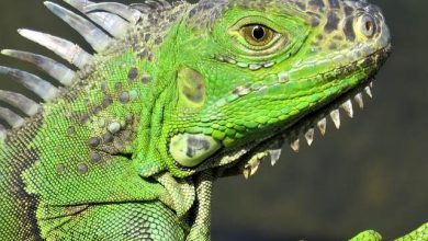 Yeşil İguana Özellikleri ve Bakımı