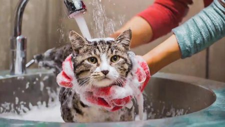 Kedi Nasıl Yıkanır?