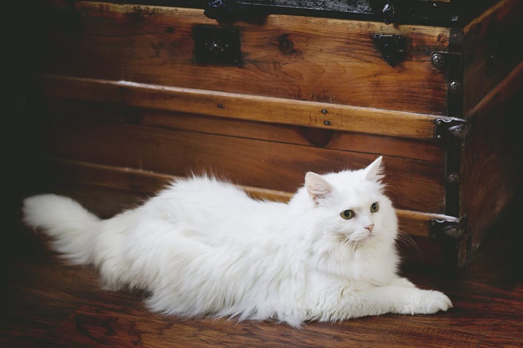 Egzantrik kedi isimleri