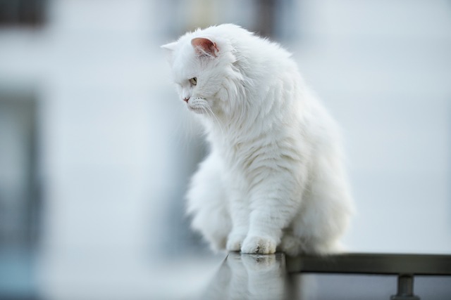 duyulmamış beyaz kedi isimleri