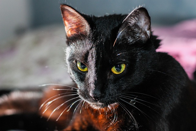 duyulmamış siyah kedi isimleri