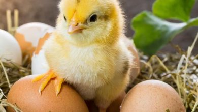 Tavuklar Kaç Günde Civciv Çıkarır? Kuluçka Süreci Rehberi