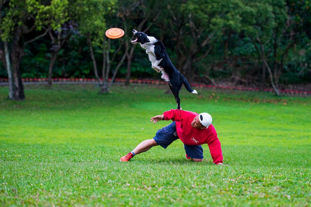 köpek eğitmenliği kursu