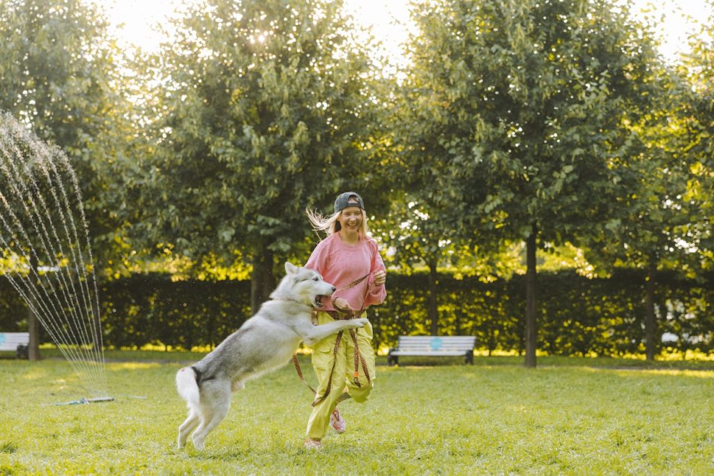 köpek eğitmenliği sertifikası