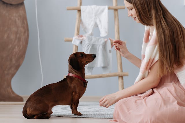 köpek eğitmenliği kursu