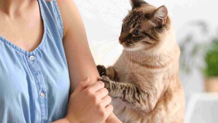 Rüyada Kedi Tırmalaması Ne Anlama Gelir?
