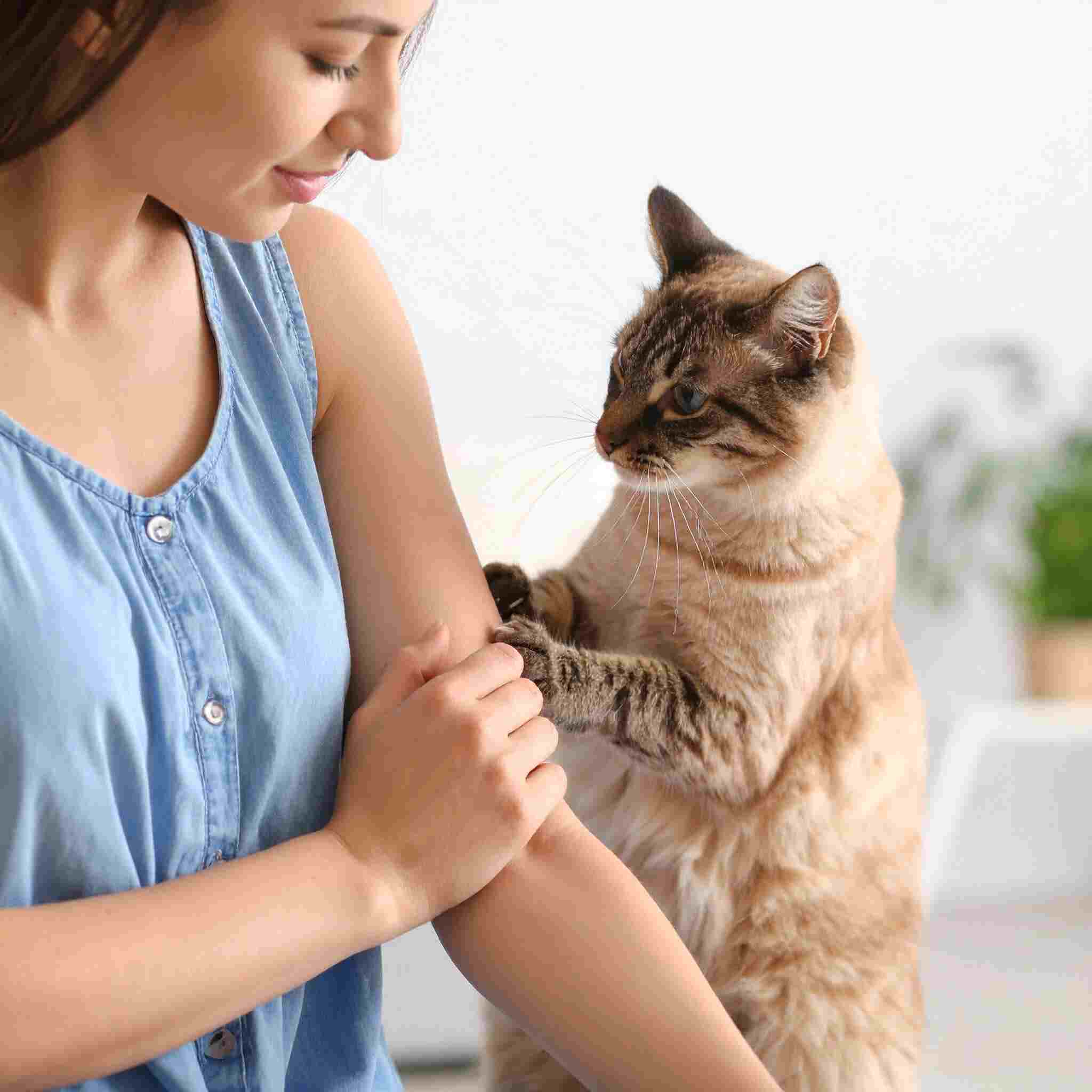 Rüyada Kedi Tırmalaması Ne Anlama Gelir?